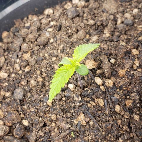 Prensend  growlog timeline photo