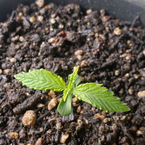 Prensend  growlog timeline photo