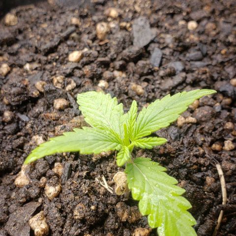 K #2 growlog timeline photo