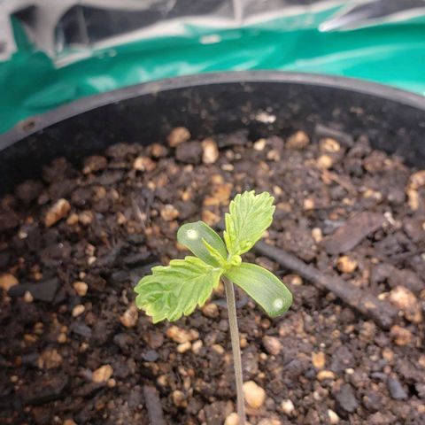 Kalifa growlog timeline photo