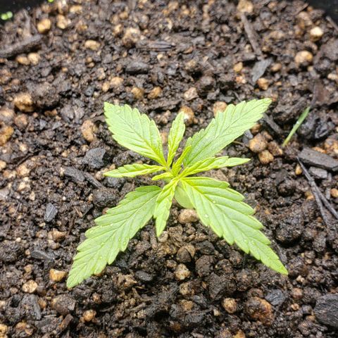 K #1 hermafrodita  growlog timeline photo