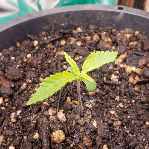 Prensend  growlog timeline photo
