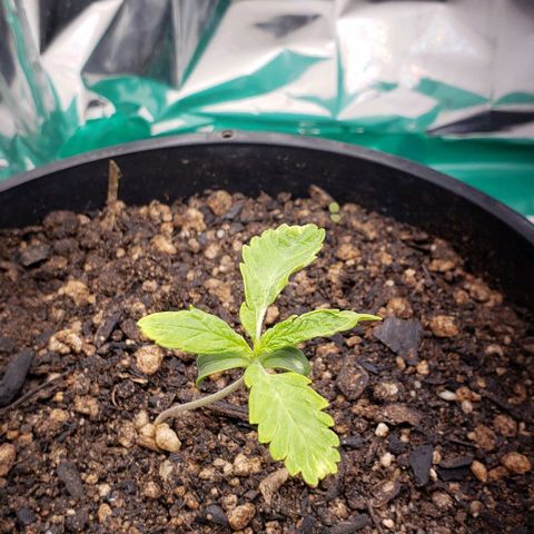 Kalifa growlog timeline photo