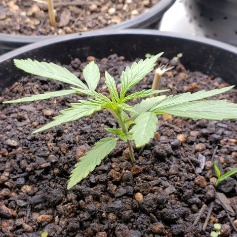 K #1 hermafrodita  growlog timeline photo