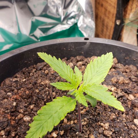 Prensend  growlog timeline photo