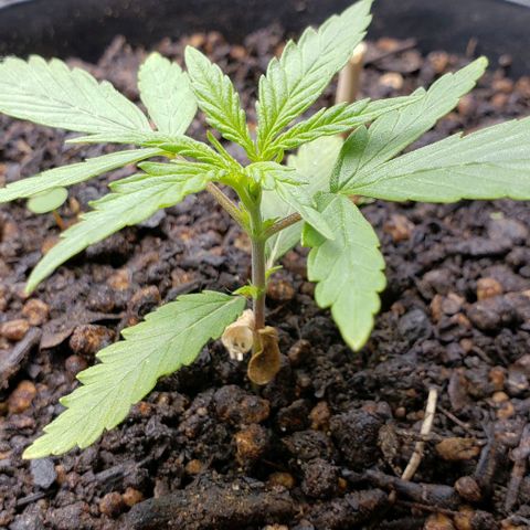 K #2 growlog timeline photo