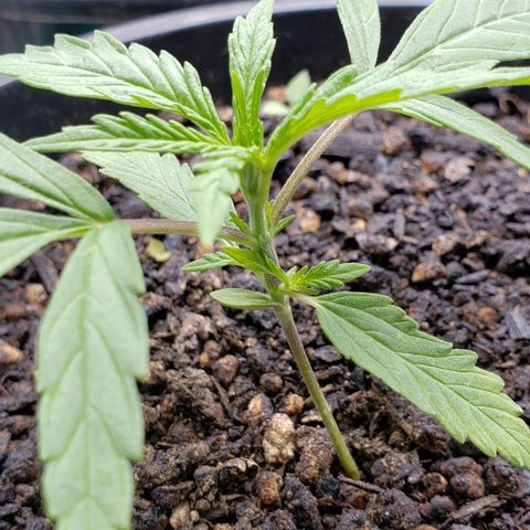K #1 hermafrodita  growlog timeline photo