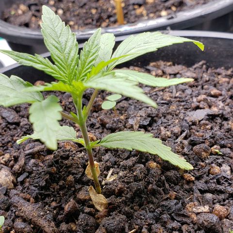K #2 growlog timeline photo