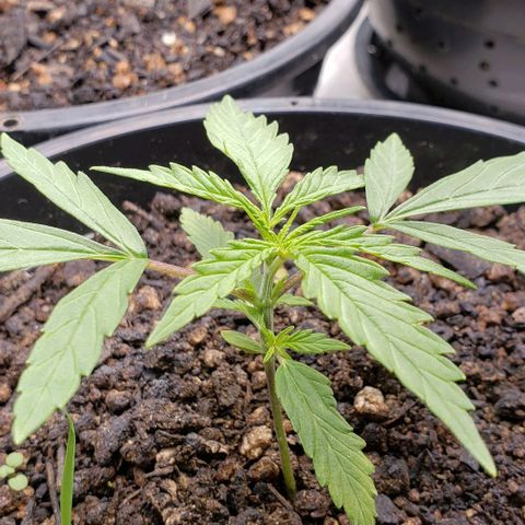 K #1 hermafrodita  growlog timeline photo