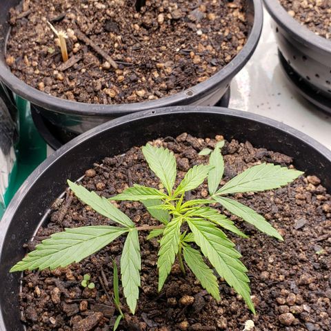 K #1 hermafrodita  growlog timeline photo