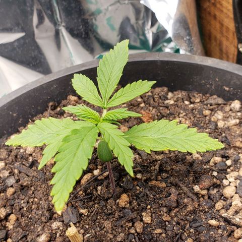 Prensend  growlog timeline photo