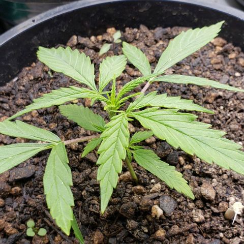 K #1 hermafrodita  growlog timeline photo