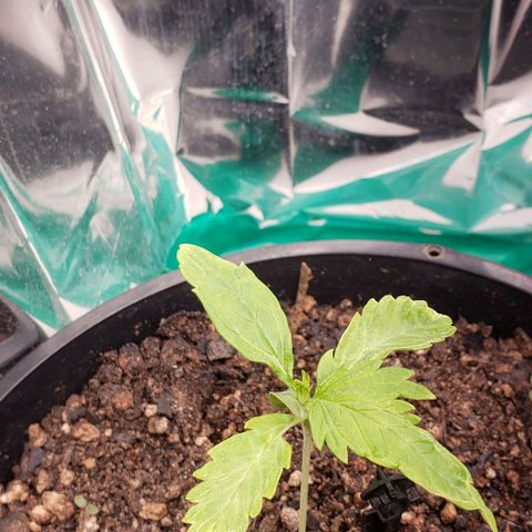 Kalifa growlog timeline photo