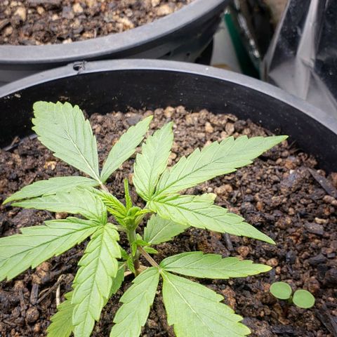 K #2 growlog timeline photo