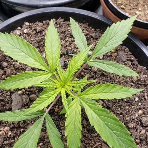 K #1 hermafrodita  growlog timeline photo