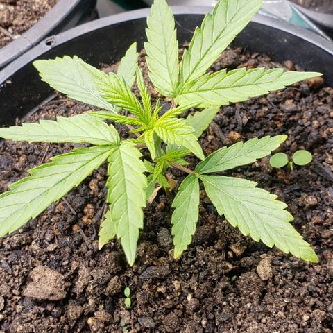 K #2 growlog timeline photo