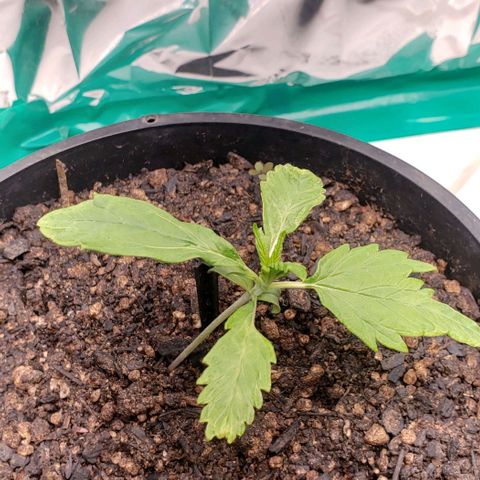 Kalifa growlog timeline photo