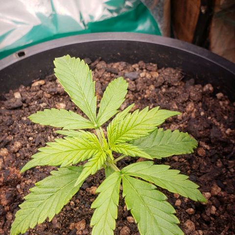Prensend  growlog timeline photo