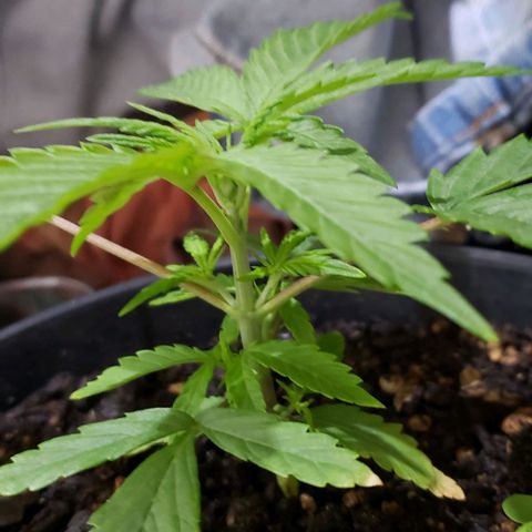 K #2 growlog timeline photo