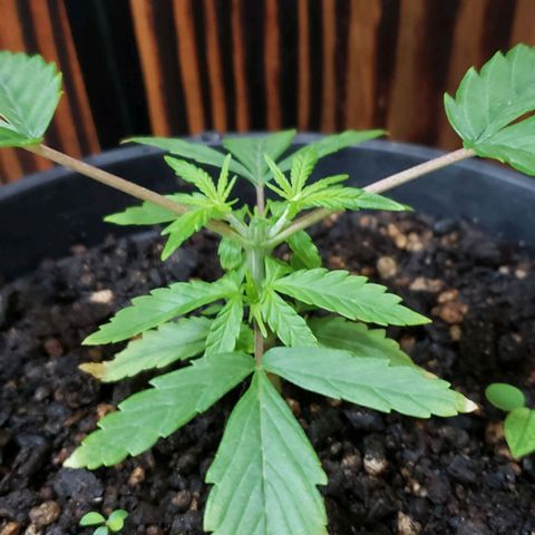 K #2 growlog timeline photo