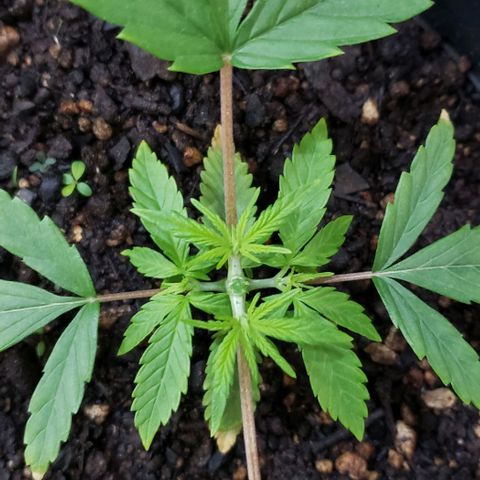 K #2 growlog timeline photo