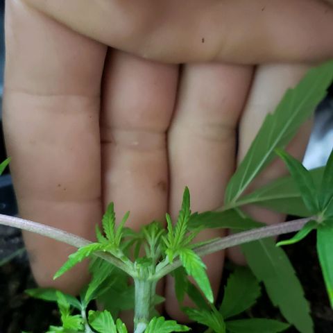 K #1 hermafrodita  growlog timeline photo