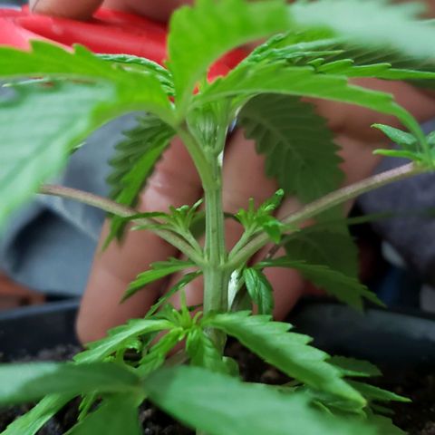 K #1 hermafrodita  growlog timeline photo