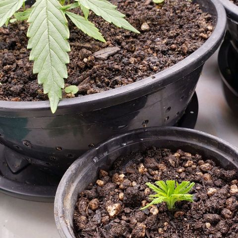 K #1 hermafrodita  growlog timeline photo