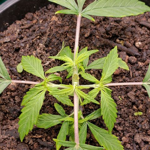 K #1 hermafrodita  growlog timeline photo