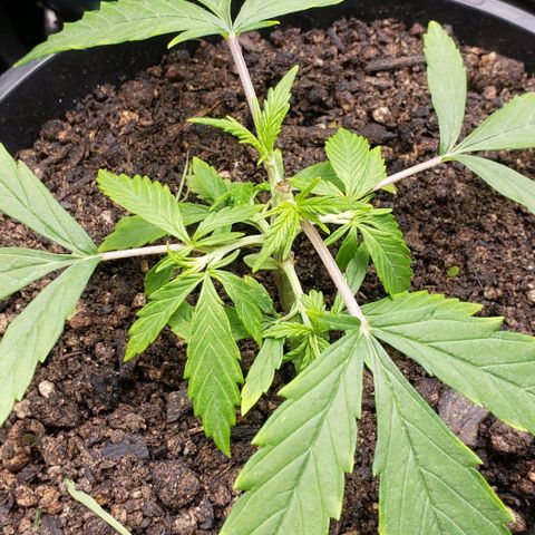 K #1 hermafrodita  growlog timeline photo