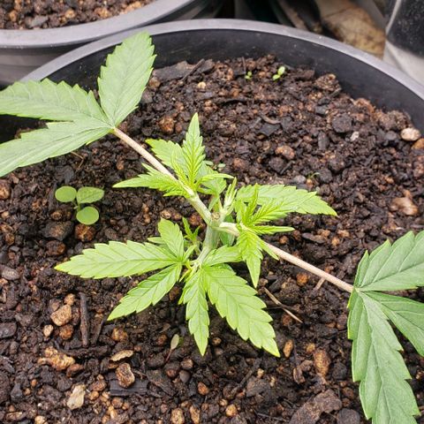K #2 growlog timeline photo