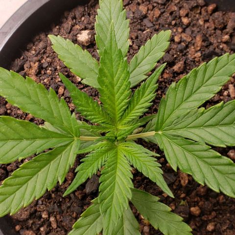 Prensend  growlog timeline photo