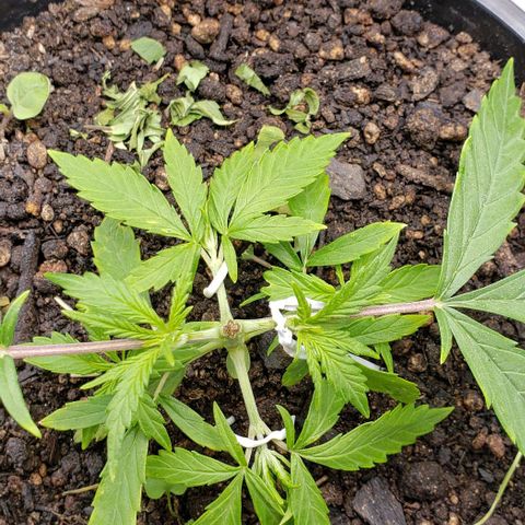 K #1 hermafrodita  growlog timeline photo