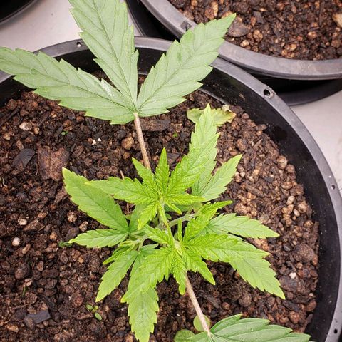 K #2 growlog timeline photo