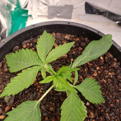 Kalifa growlog timeline photo