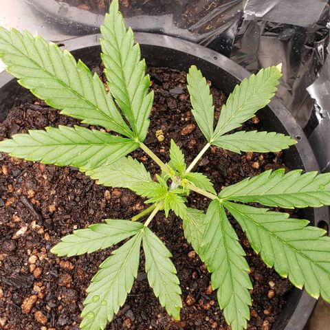 Prensend  growlog timeline photo
