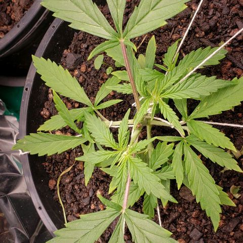 K #1 hermafrodita  growlog timeline photo