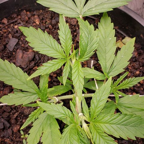 K #2 growlog timeline photo