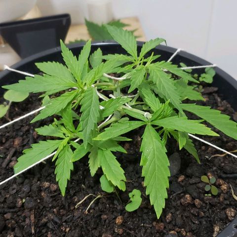 K #1 hermafrodita  growlog timeline photo