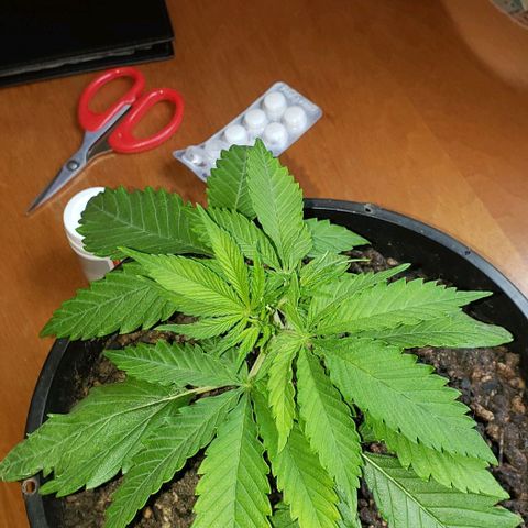 Kalifa growlog timeline photo