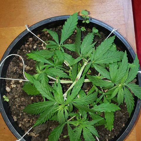 K #1 hermafrodita  growlog timeline photo