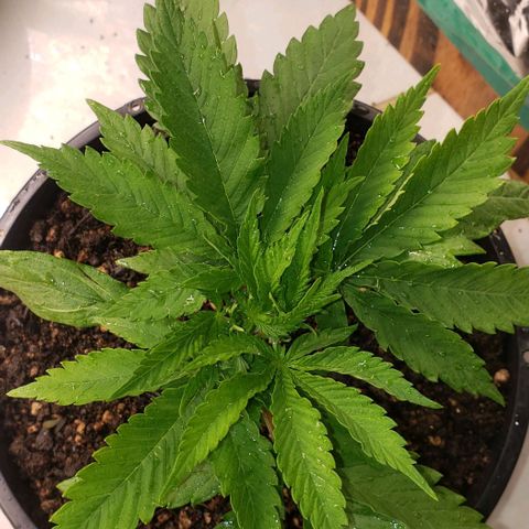Kalifa growlog photo: Fiz um stress diferente kkkkk
Segurei o caule rente ao substrato com um mão e com a outra eu fiz umas torções com delicadeza mas "torcendo" toda a planta.