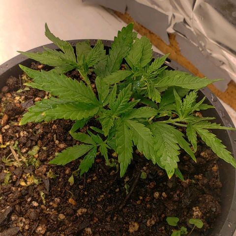 Prensend  growlog timeline photo