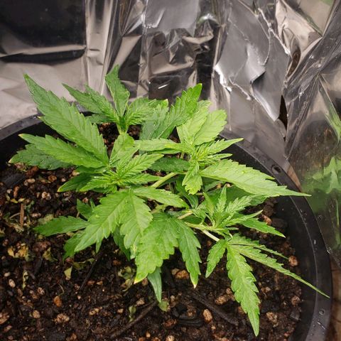 Prensend  growlog timeline photo