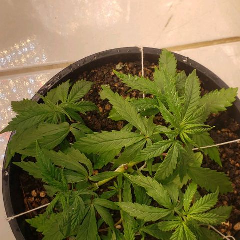 K #1 hermafrodita  growlog timeline photo