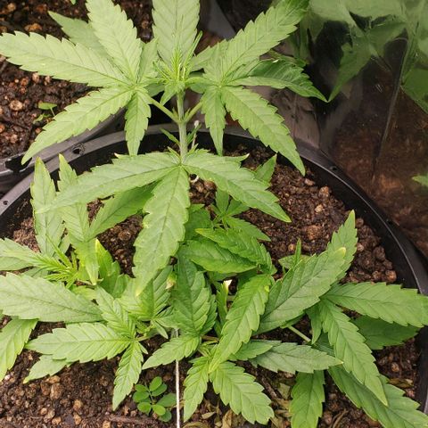 K #2 growlog timeline photo