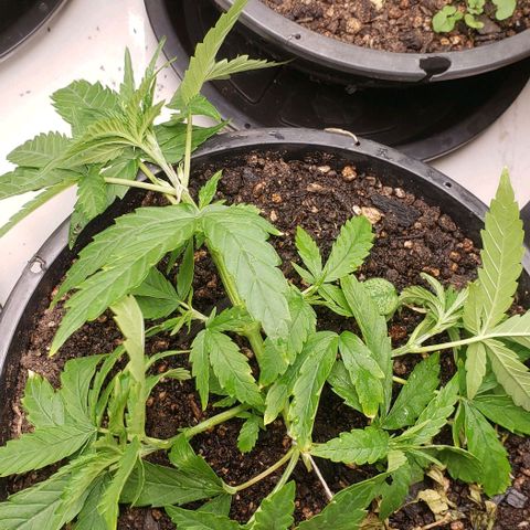 K #2 growlog timeline photo