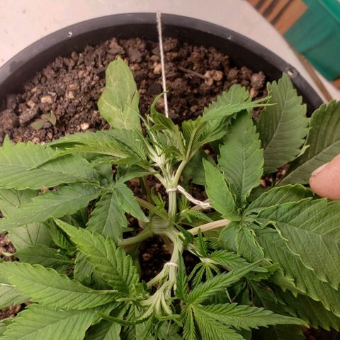 Kalifa growlog timeline photo