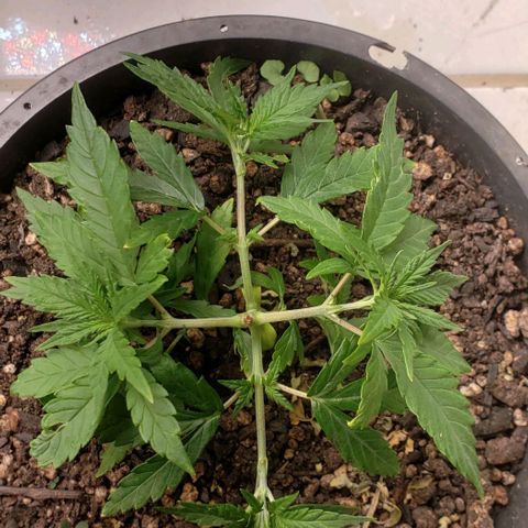 Prensend  growlog timeline photo