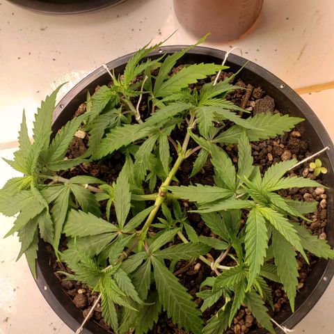 K #1 hermafrodita  growlog timeline photo